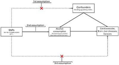 Alcohol consumption and its association with cancer, cardiovascular, liver and brain diseases: a systematic review of Mendelian randomization studies